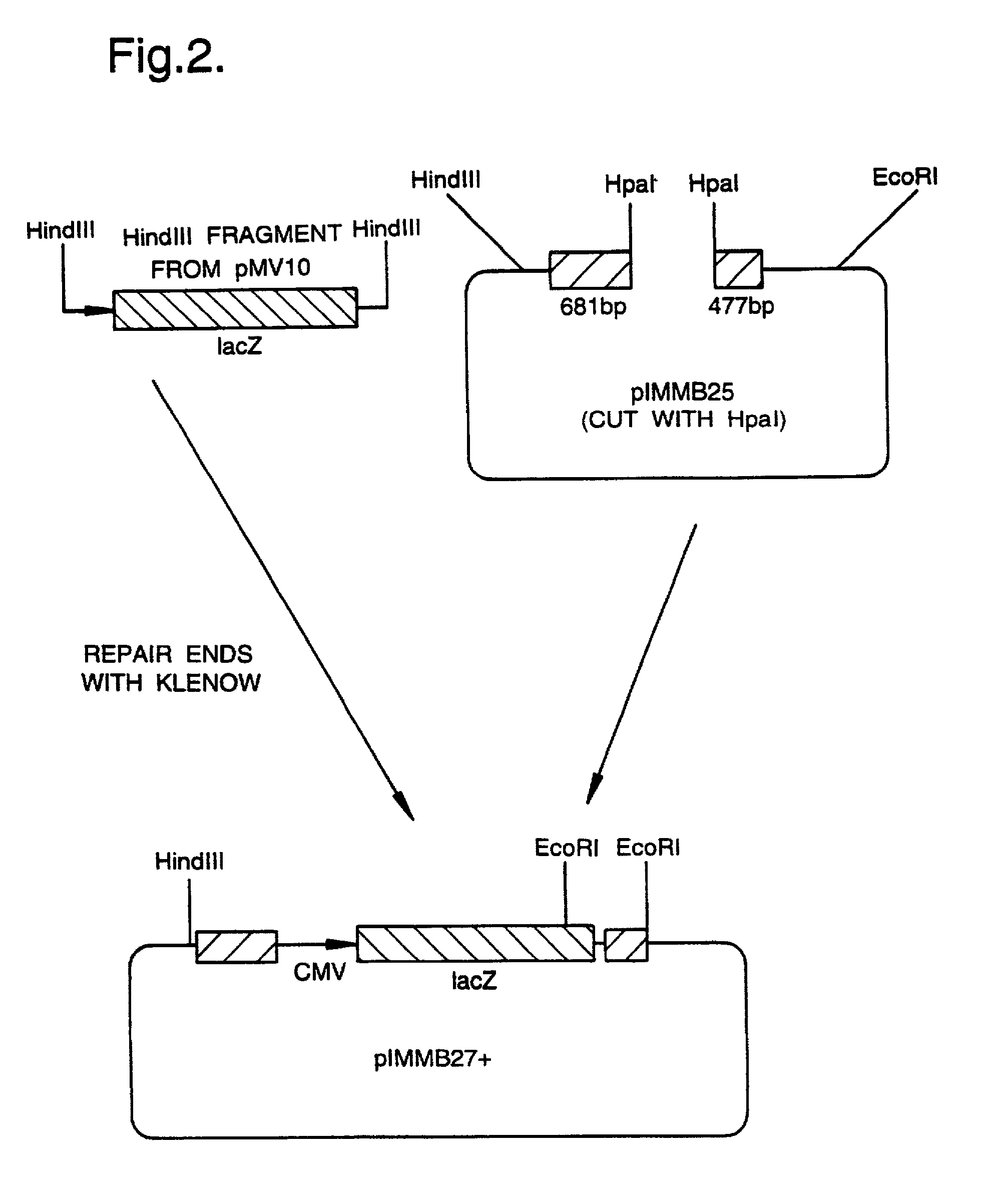 Recombinant virus vectors