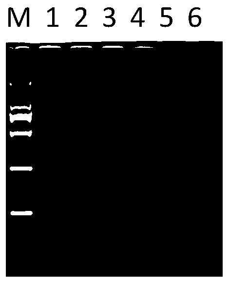 RPA detection primer for sweet potato leaf roll virus, detection method and application