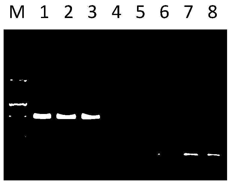 RPA detection primer for sweet potato leaf roll virus, detection method and application