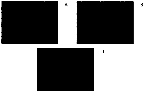 Glyceride mixture rich in polyunsaturated fatty acids and preparation method and applications thereof