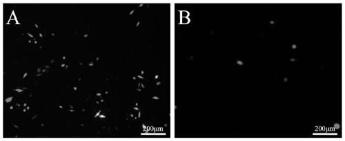 Preparation method of zwitterionic hydrogel, cross-linking agent and polymer for preventing postoperative adhesion