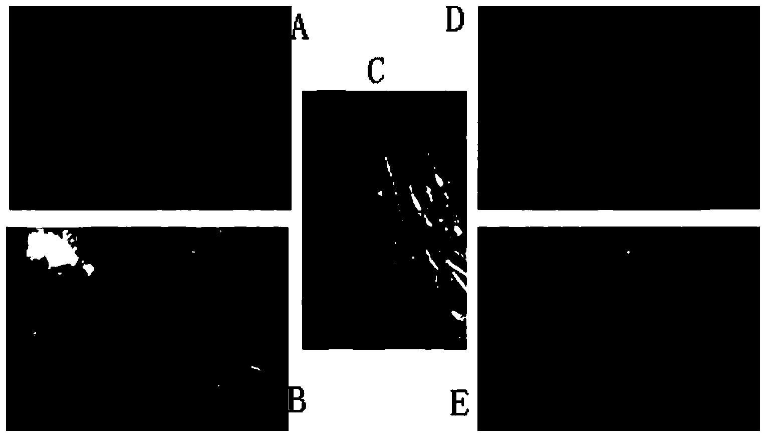 Attenuated method for fowl infectious bronchitis viruses