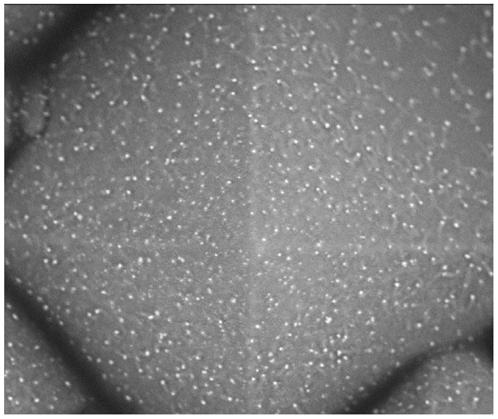 A silicon-based solar cell, its preparation method and preparation device, and its surface structure