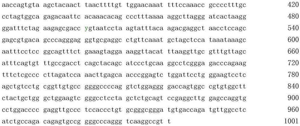 Method and kit used for determining human TERT gene rs2735940 site polymorphism