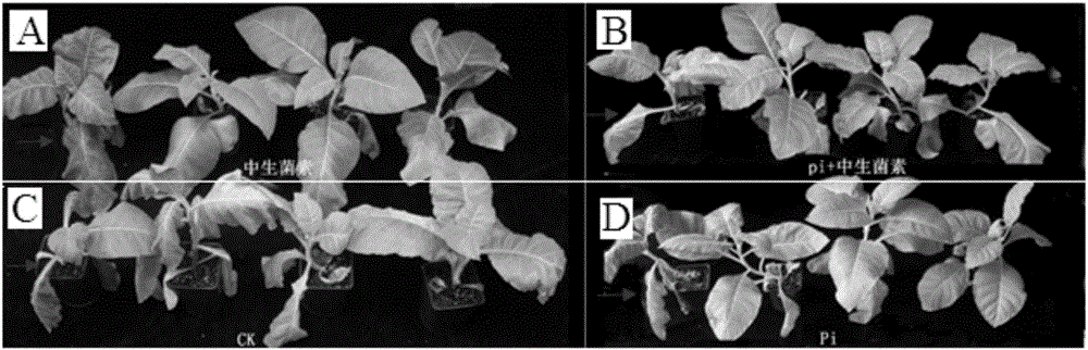 Method for utilizing piriformospora indica and Zhongshengmycin to jointly prevent and control bacterial wilt of tobaccos