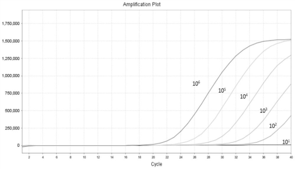 DNA fragment, primer, probe and kit for detecting four kinds of abalone bacteria and specifically detecting pertussis abalone bacteria and application