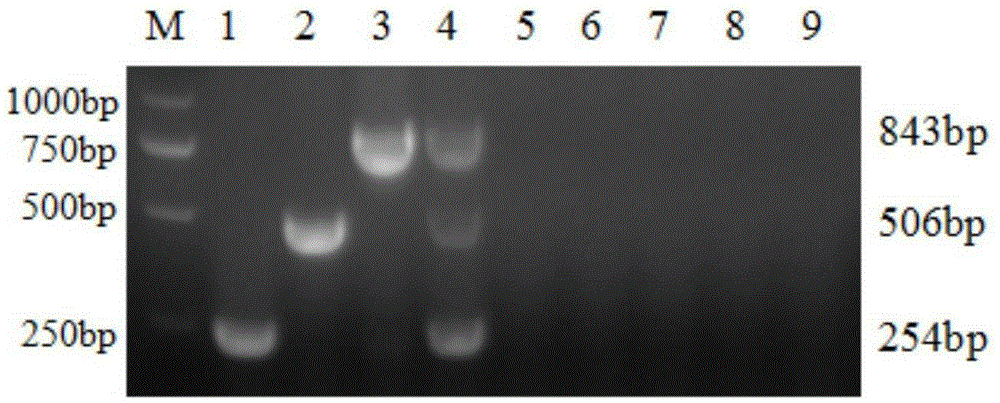 Triple PCR primer set capable of simultaneously detecting porcine circovirus II, porcine pseudorabies virus and porcine parvovirus and application thereof