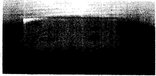 Method for detecting SPA FC fragment bound mammalian blood serum total IgG by dolloidal gold marker protein A