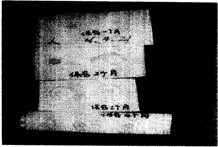 Method for detecting SPA FC fragment bound mammalian blood serum total IgG by dolloidal gold marker protein A