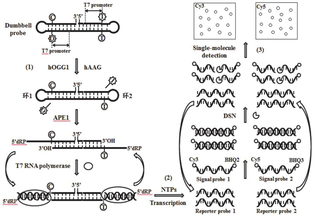 Fluorescence sensor for simultaneously detecting hOGG1 and hAAG and detection method and application of fluorescence sensor