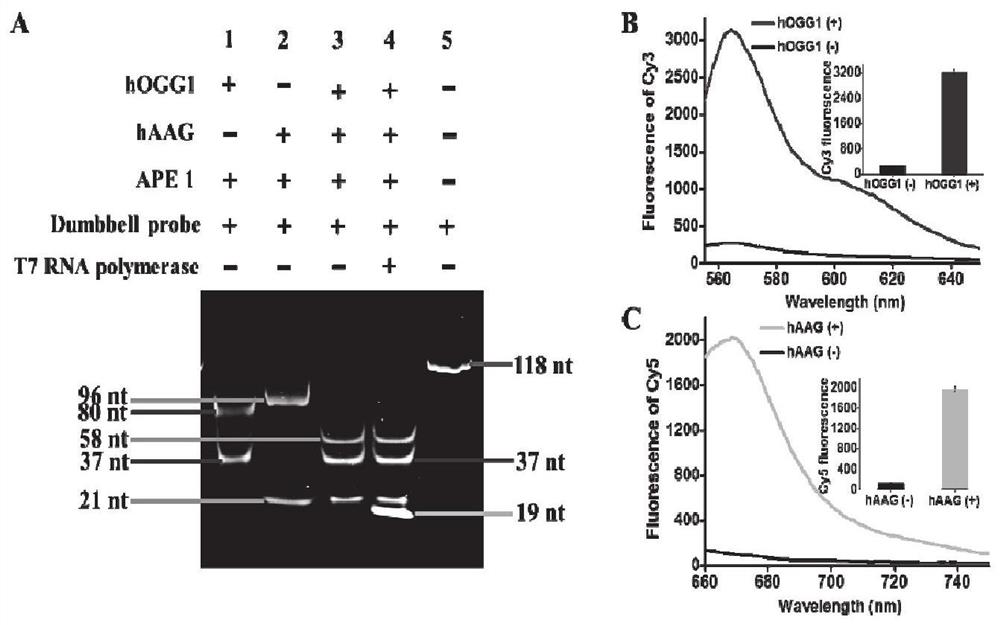 Fluorescence sensor for simultaneously detecting hOGG1 and hAAG and detection method and application of fluorescence sensor