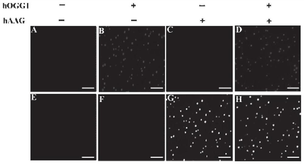 Fluorescence sensor for simultaneously detecting hOGG1 and hAAG and detection method and application of fluorescence sensor