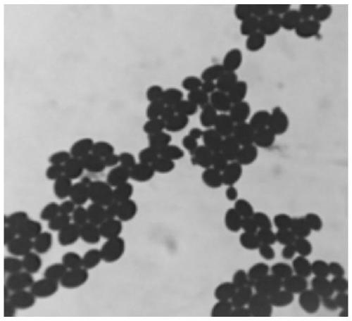 Microbial compound bacterial agent and preparation method and application thereof