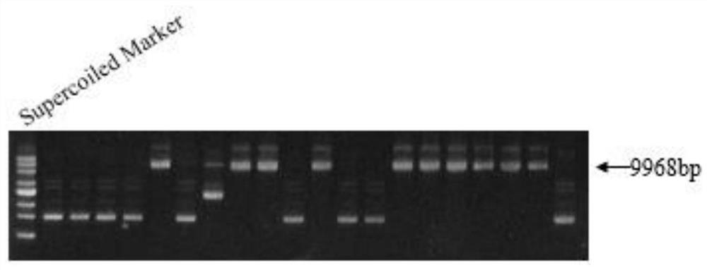 FokI and dCpf1 fusion protein expression vector and fixed-point gene editing method mediated by fusion protein