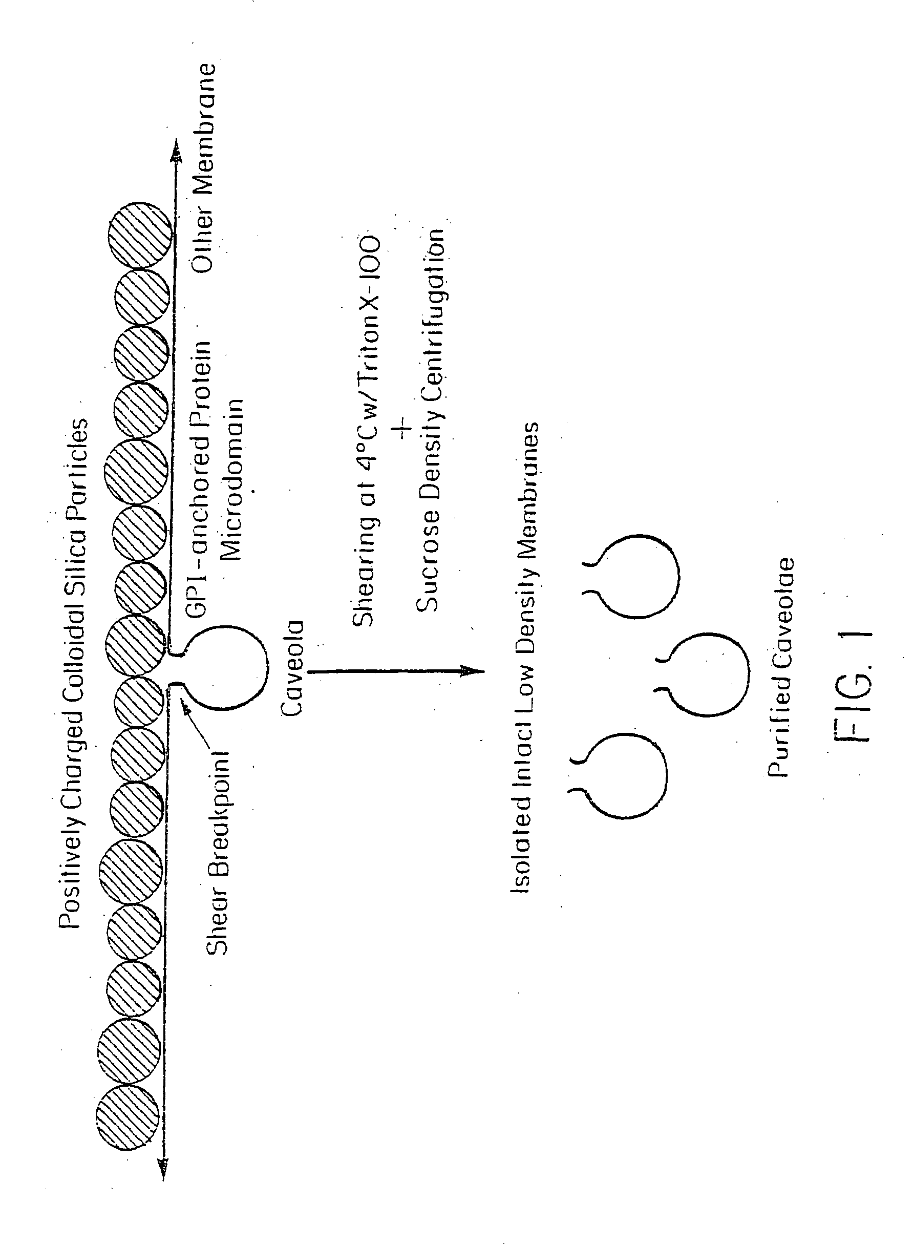 Targeting endothelium for tissue-specific delivery of agents