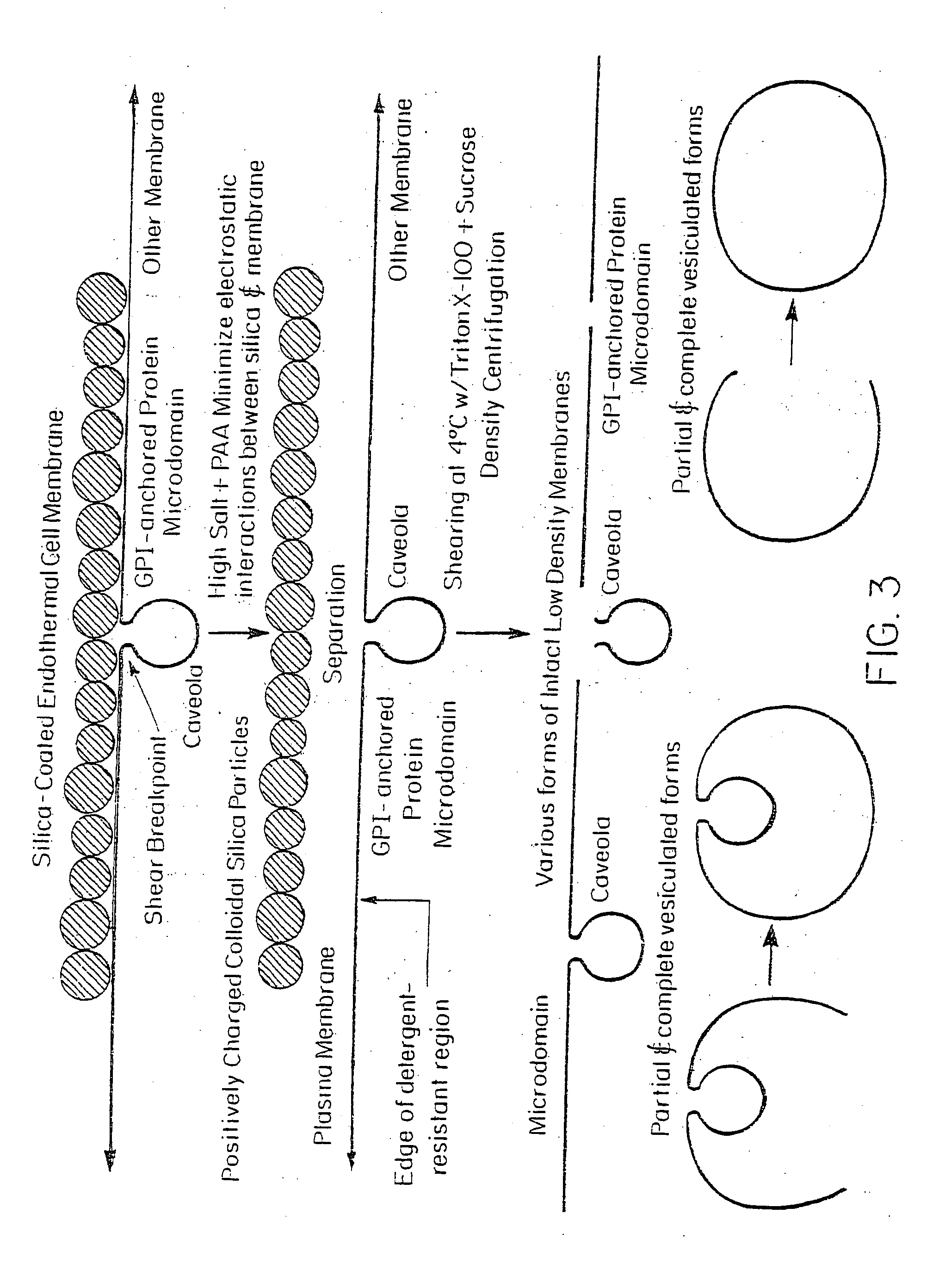 Targeting endothelium for tissue-specific delivery of agents