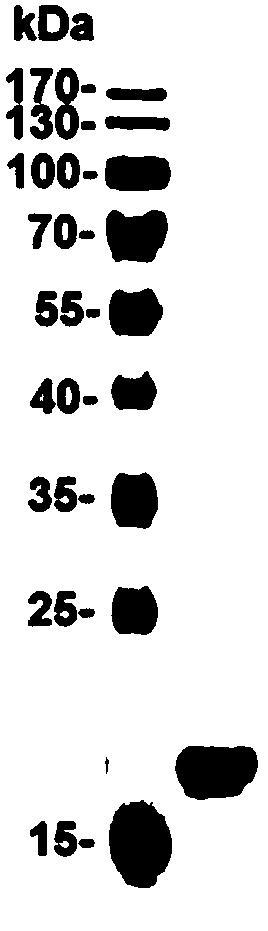 Recombinant protein as well as preparation method and application thereof