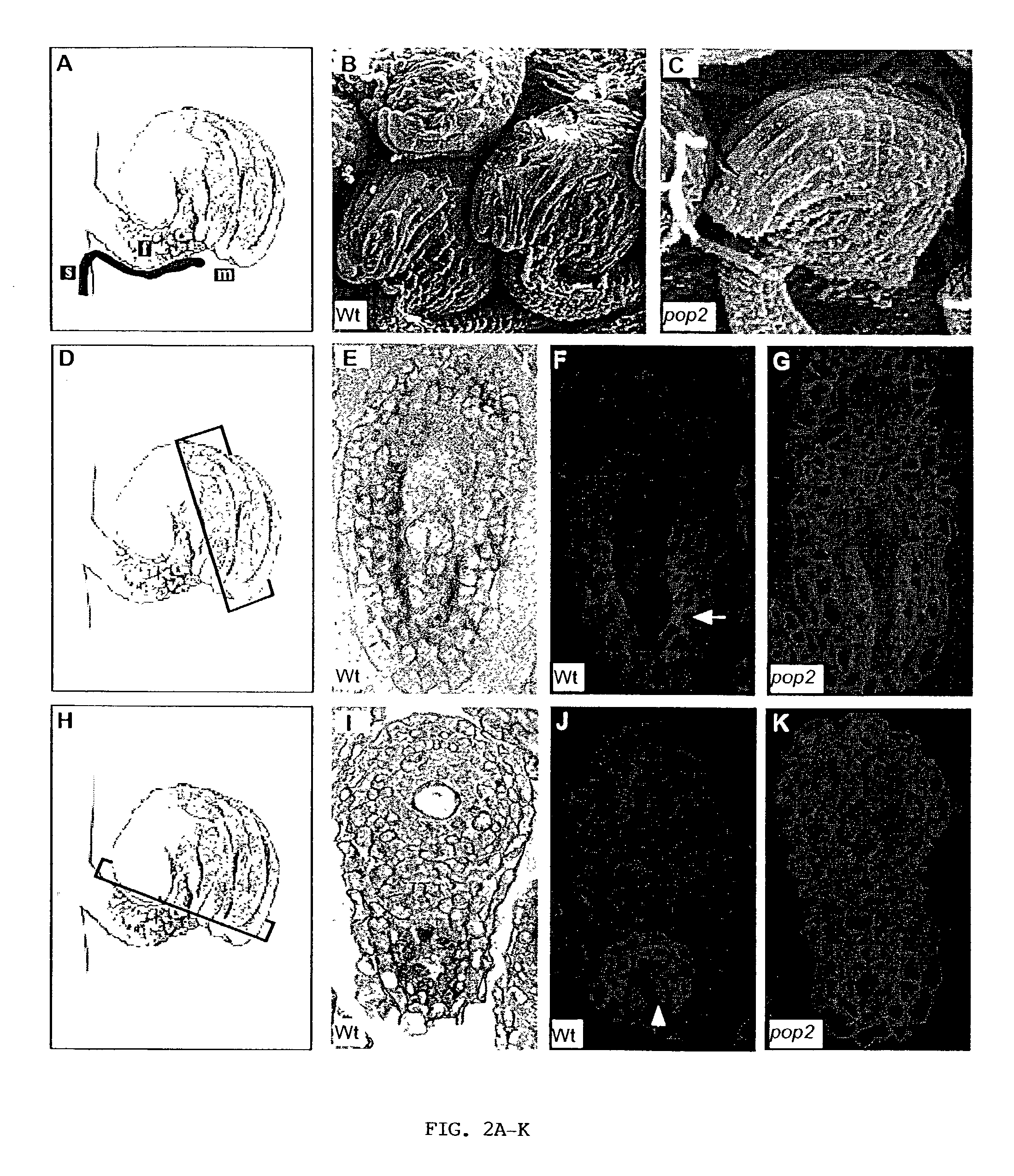 Regulation of plant fertility by modulation of GABA levels in flowers