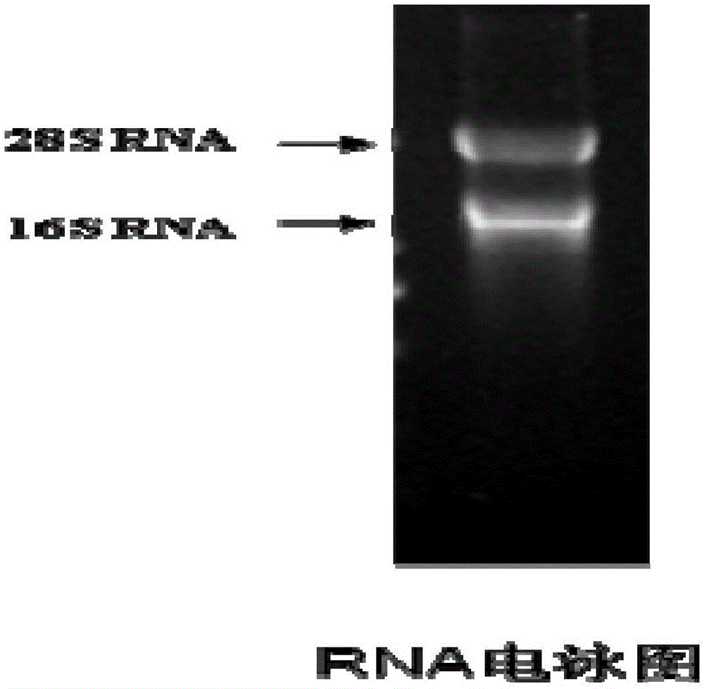 Mango ethylene receptor gene