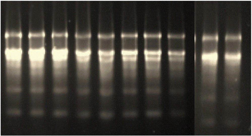 Mango ethylene receptor gene