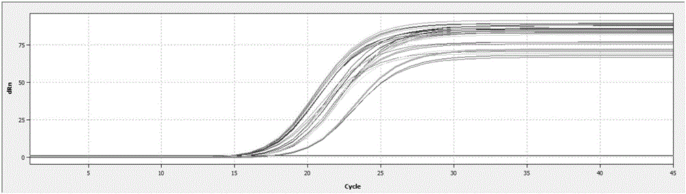 Mango ethylene receptor gene