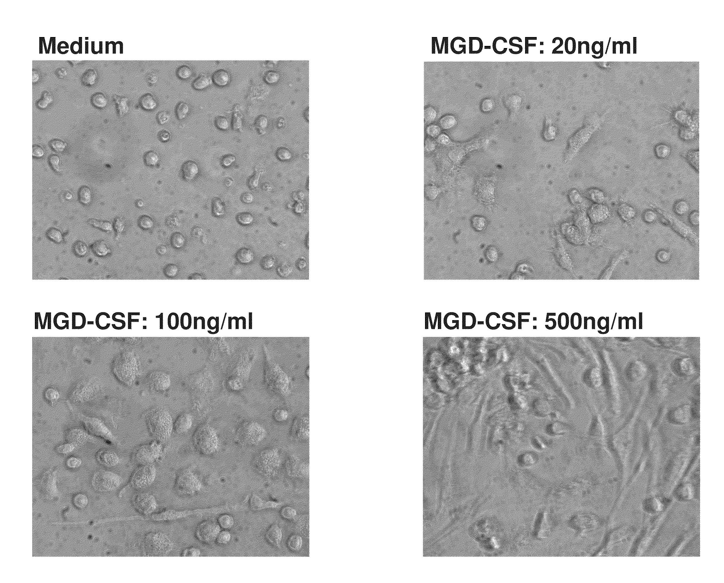 Compositions and methods of use for mgd-csf in disease treatment