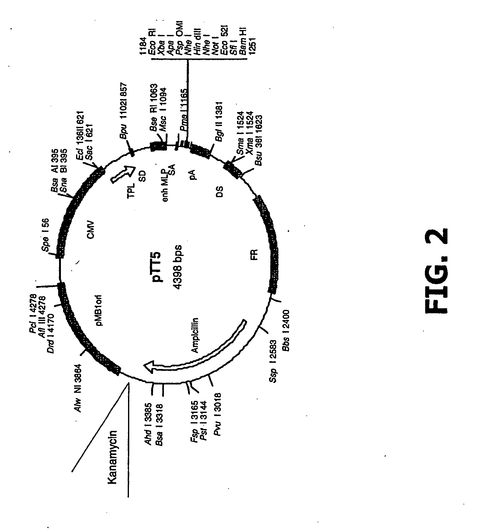 Compositions and methods of use for mgd-csf in disease treatment