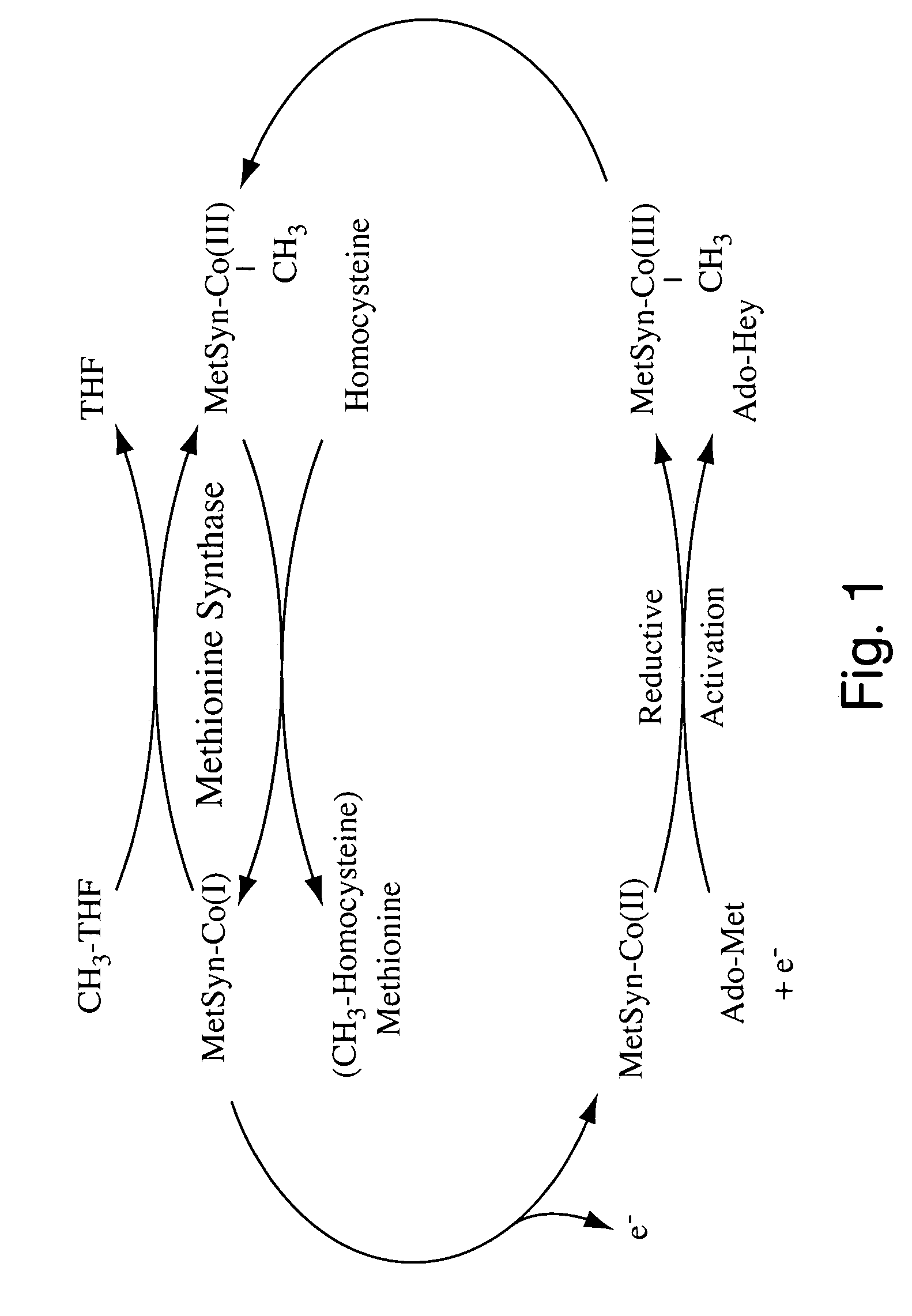 Human methionine synthase reductase: cloning, and methods for evaluating risk of neural tube defects, cardiovascular disease, and cancer