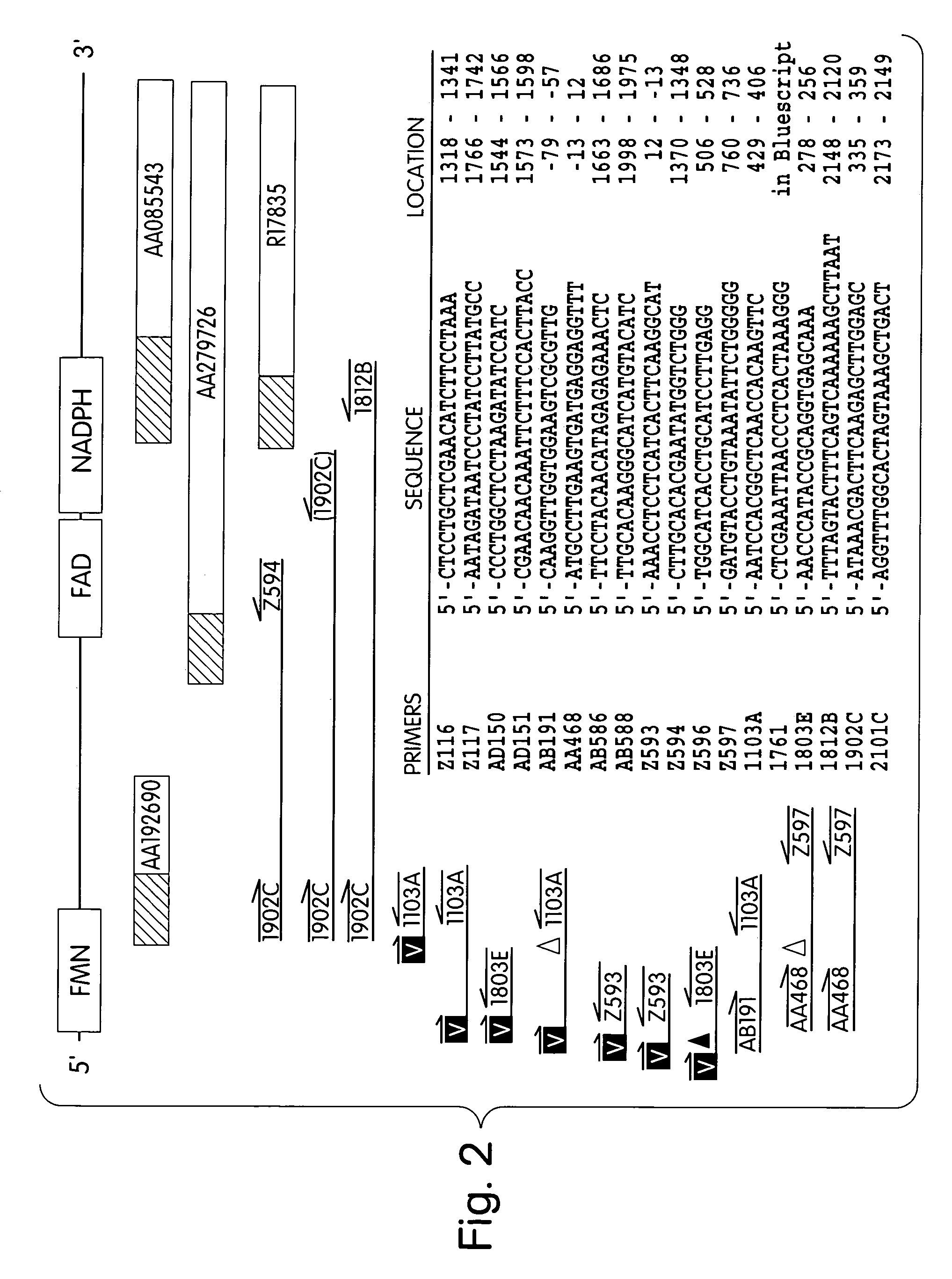 Human methionine synthase reductase: cloning, and methods for evaluating risk of neural tube defects, cardiovascular disease, and cancer