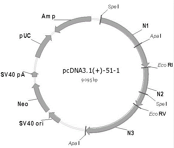 1. Construction method of 3 copies c genotype hbv transgenic mice