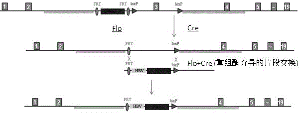 1. Construction method of 3 copies c genotype hbv transgenic mice