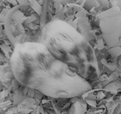 1. Construction method of 3 copies c genotype hbv transgenic mice