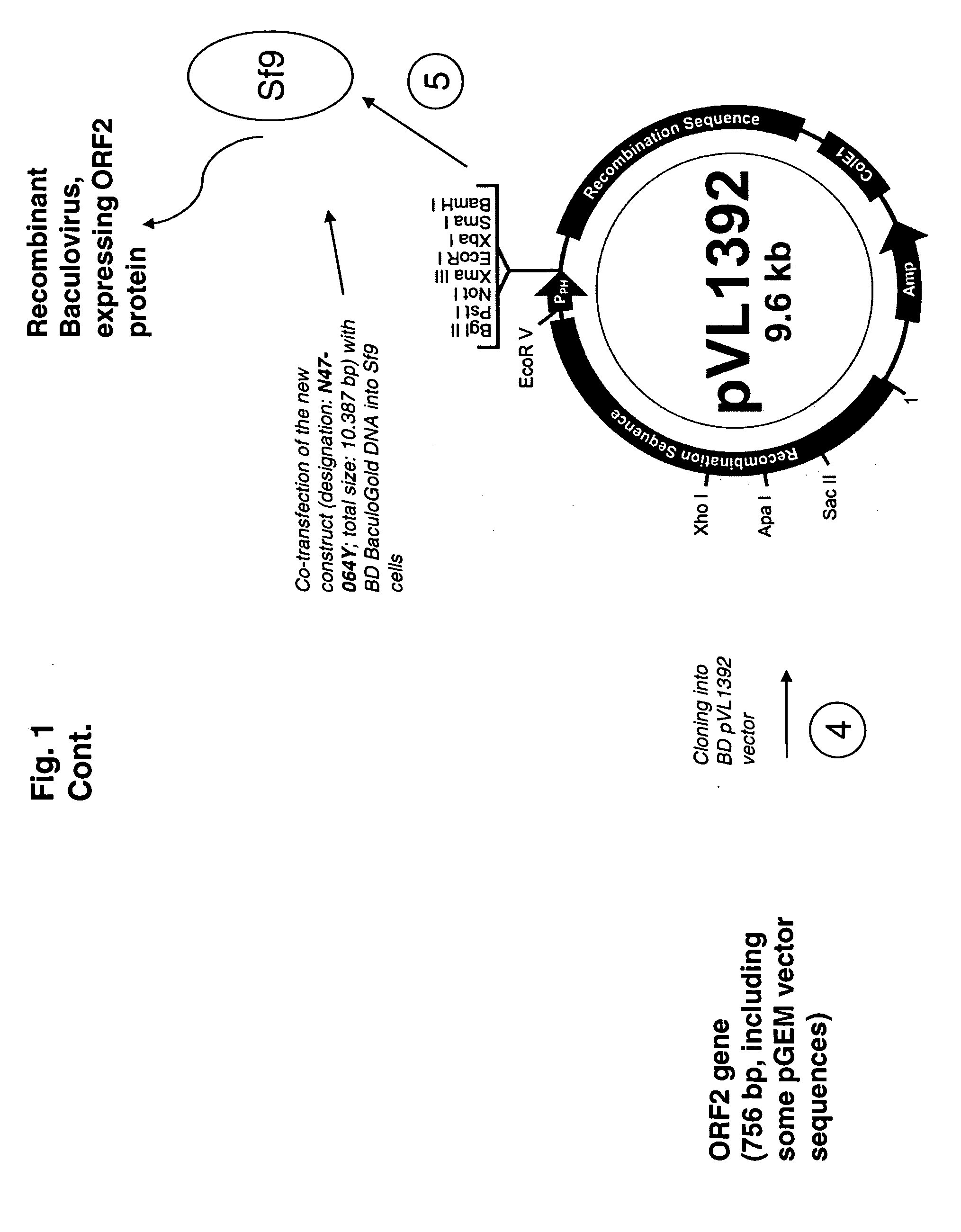 Multivalent pcv2 immunogenic compositions and methods of producing such compositions