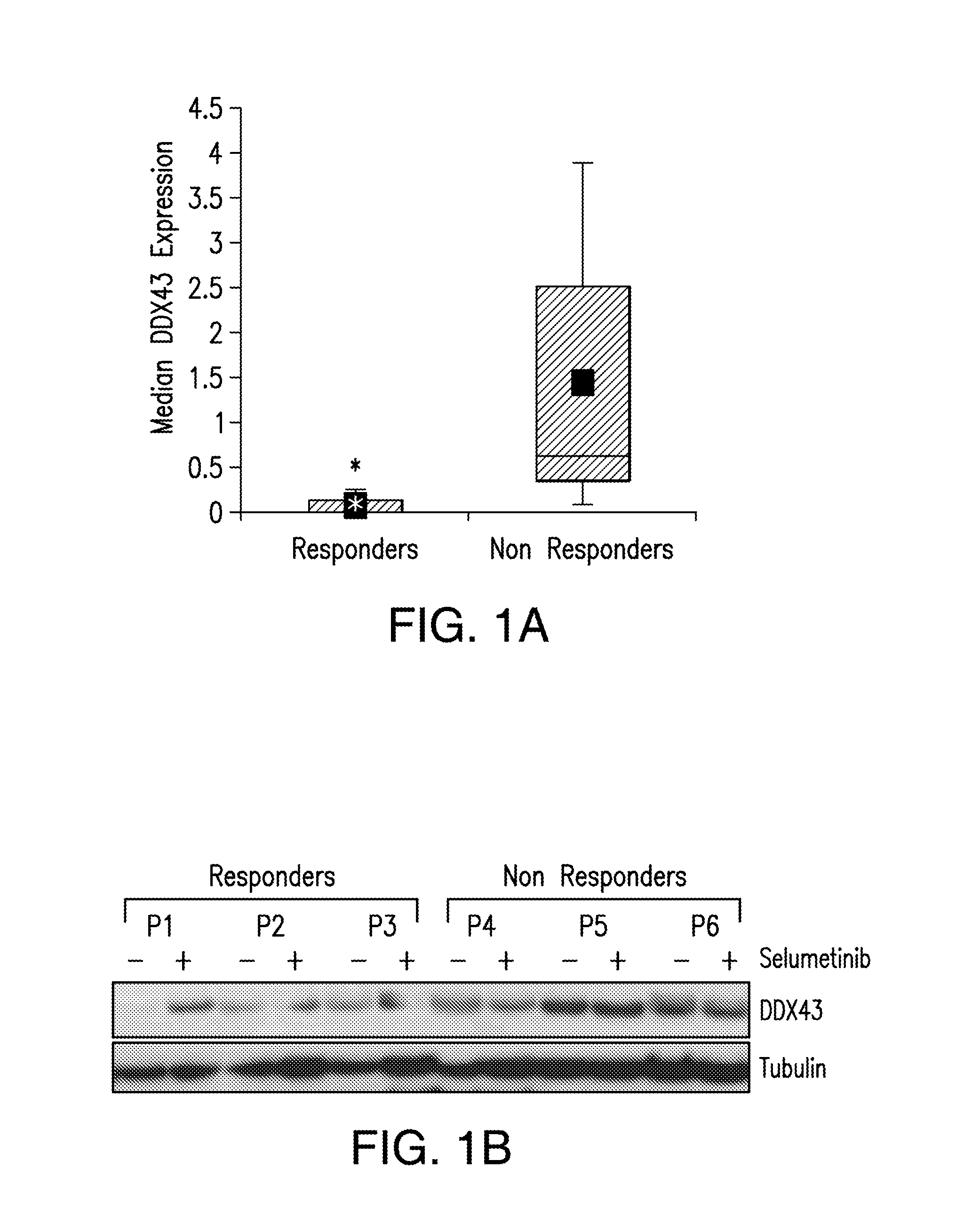 Ddx43 as a biomarker of resistance to mek1/2 inhibitors