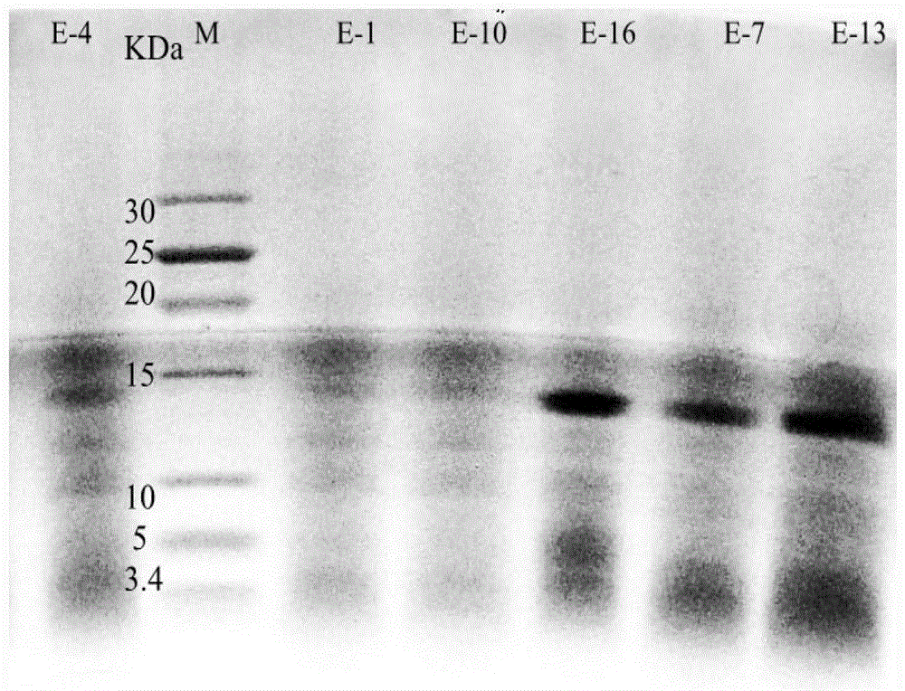 A kind of functional peptide protein powder and its preparation method and application