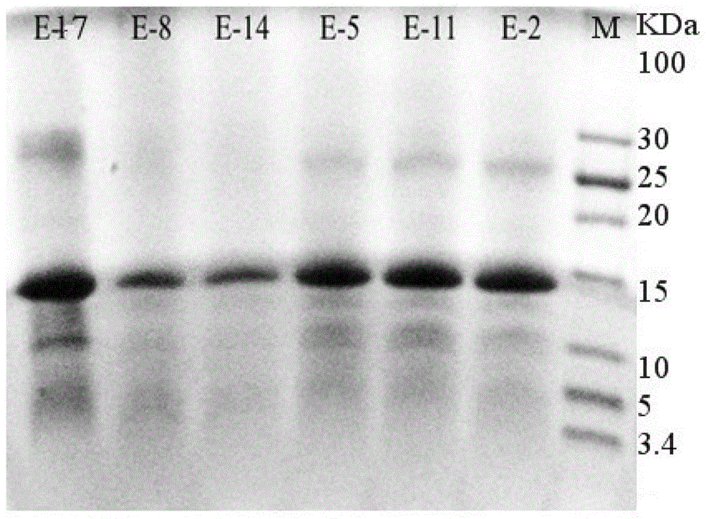 A kind of functional peptide protein powder and its preparation method and application