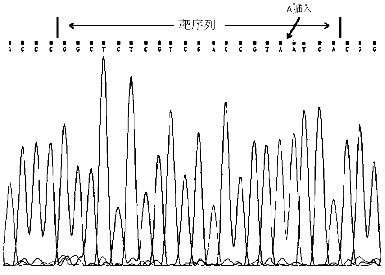 Application of transcription factor gene OsBEAR1 of oryza sativa to elongation of bred coleoptiles or varieties of oryza sativa suitable for direct sowing in fields