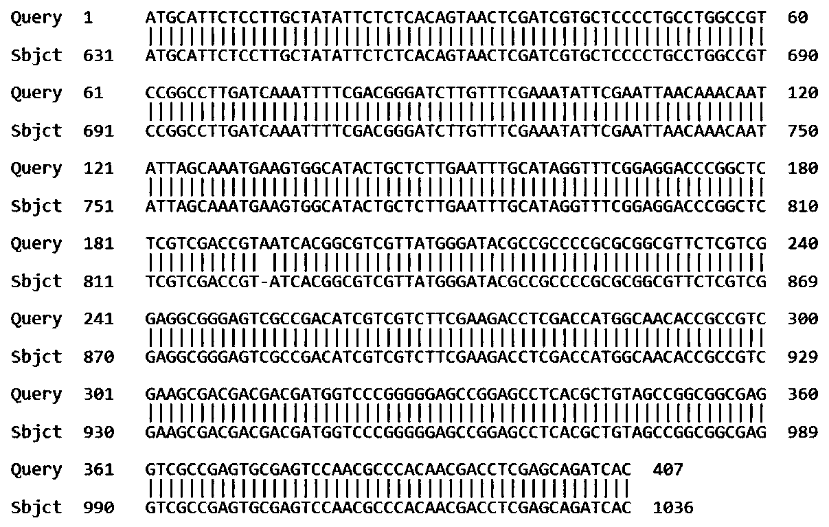 Application of transcription factor gene OsBEAR1 of oryza sativa to elongation of bred coleoptiles or varieties of oryza sativa suitable for direct sowing in fields