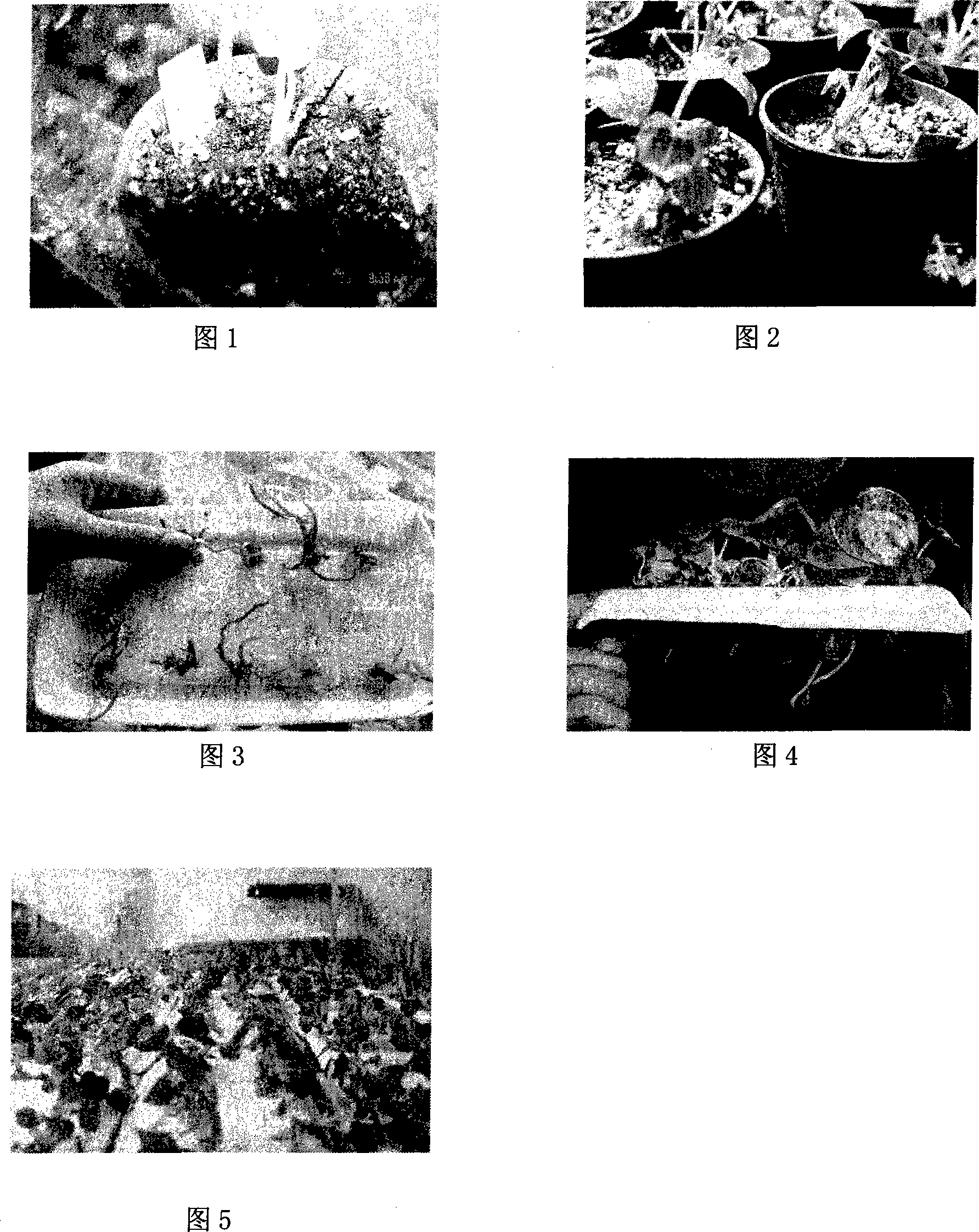 Method applied in the north region for cultivating anthurium andraeanum seedling through water cuvette and substrate