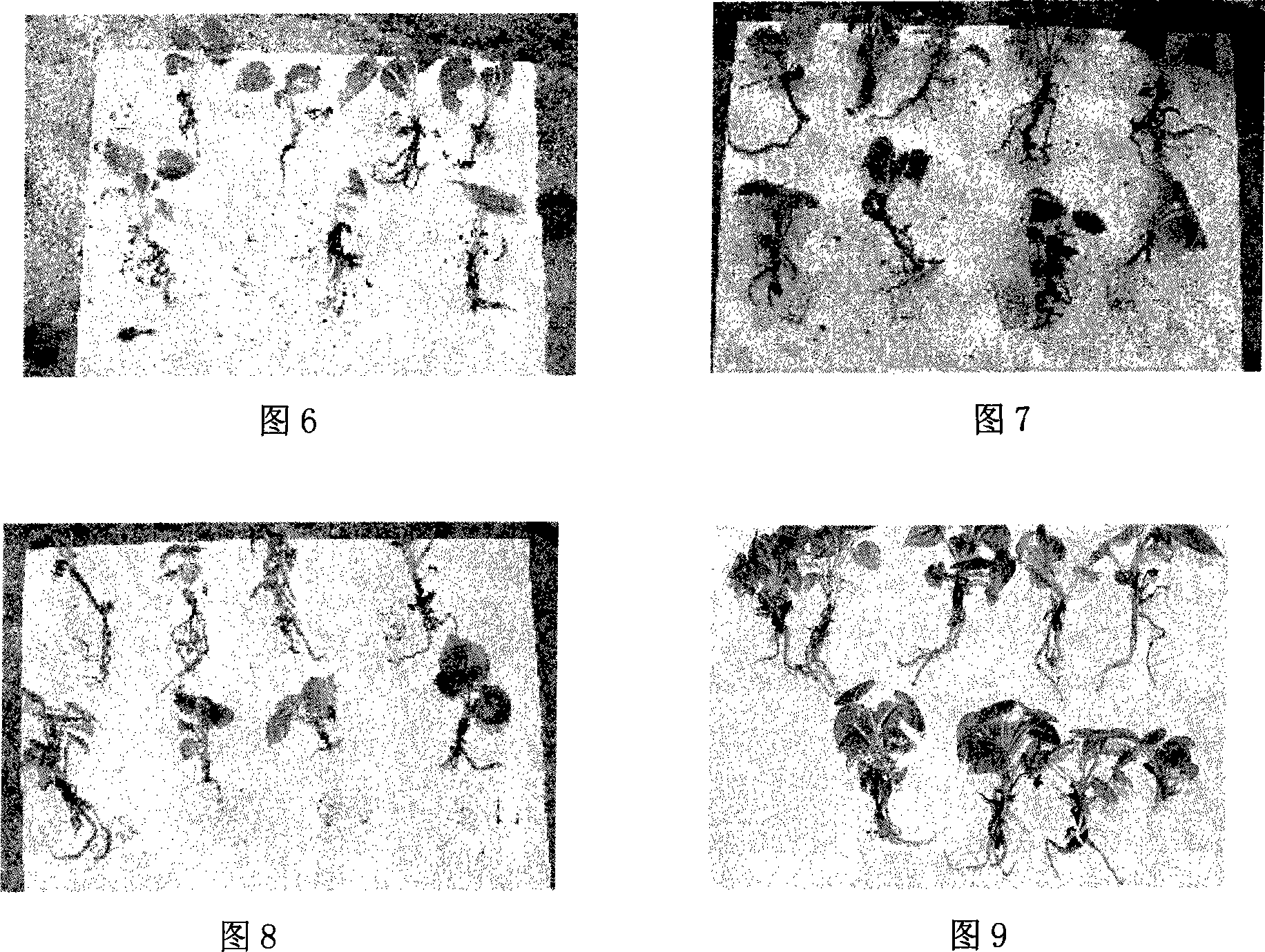 Method applied in the north region for cultivating anthurium andraeanum seedling through water cuvette and substrate