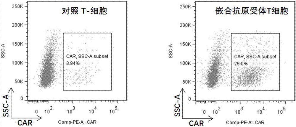 Chimeric antigen receptor T cell preparation