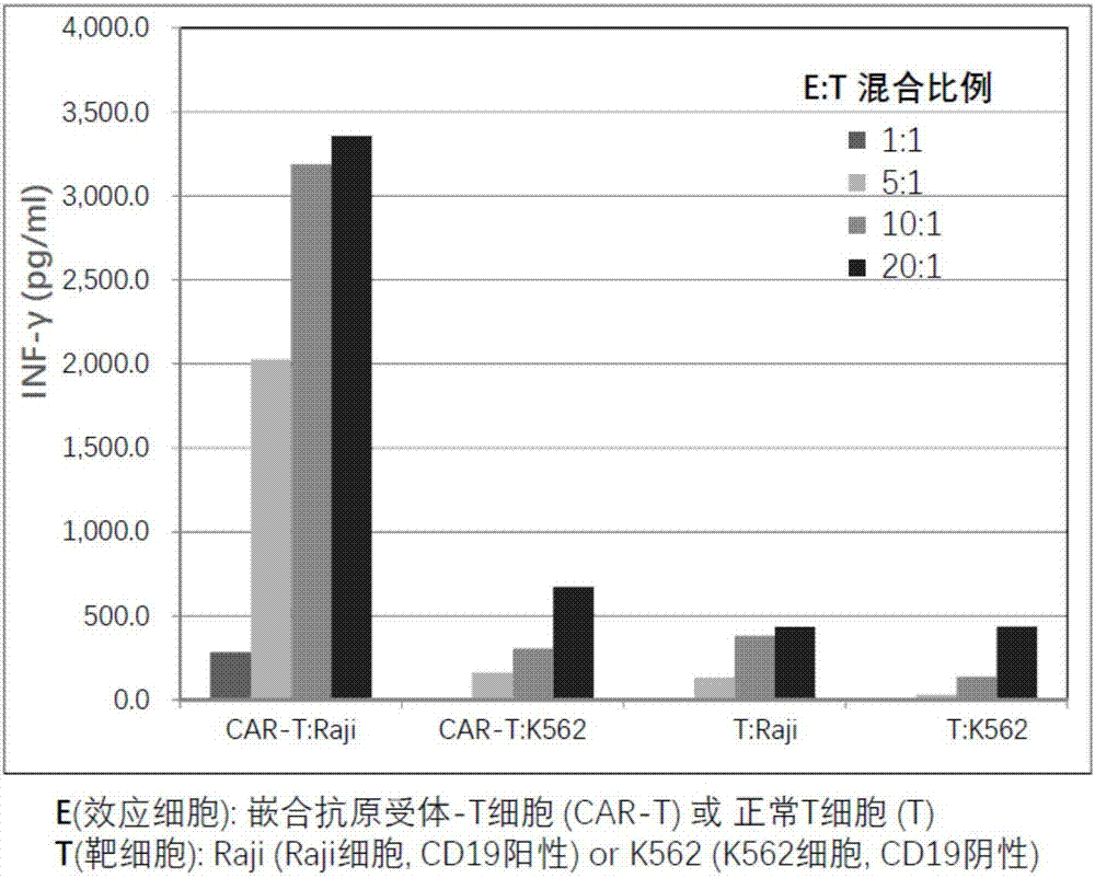 Chimeric antigen receptor T cell preparation