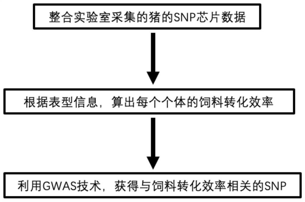 A SNP Molecular Marker Associated with Feed Conversion Efficiency in Pigs