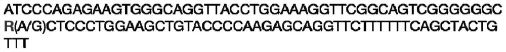 A SNP Molecular Marker Associated with Feed Conversion Efficiency in Pigs