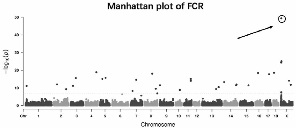 A SNP Molecular Marker Associated with Feed Conversion Efficiency in Pigs