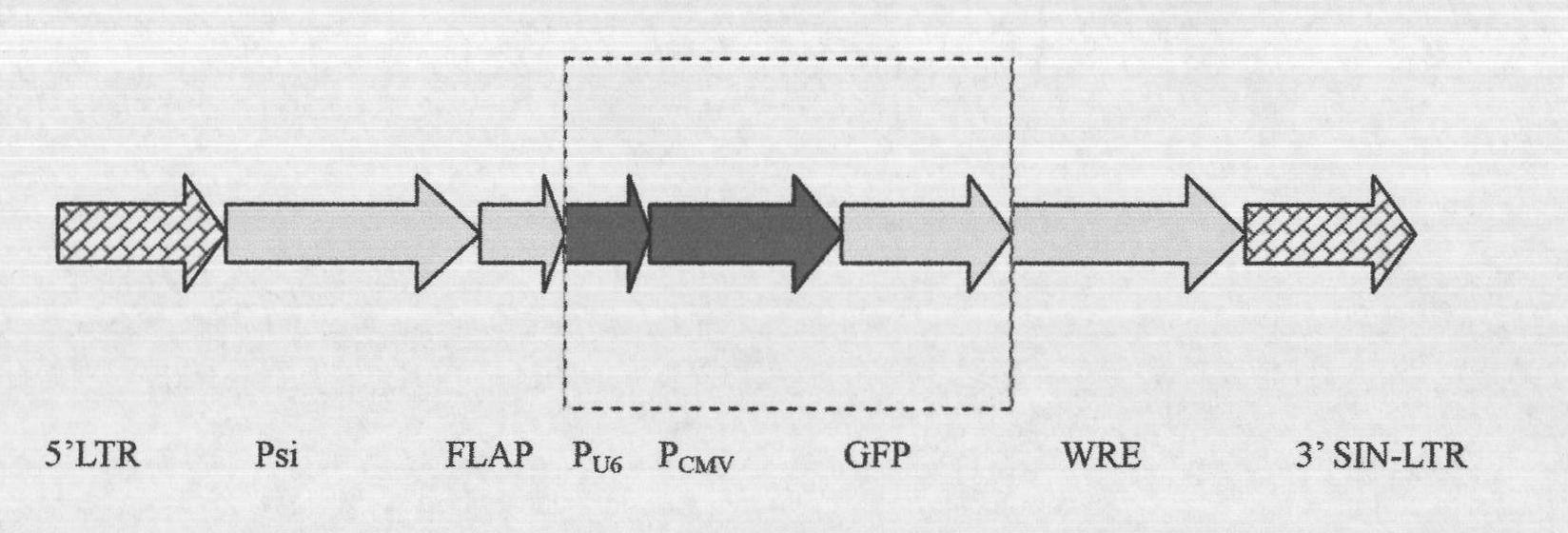 Method for inducing porcine induced pluripotent stem cells