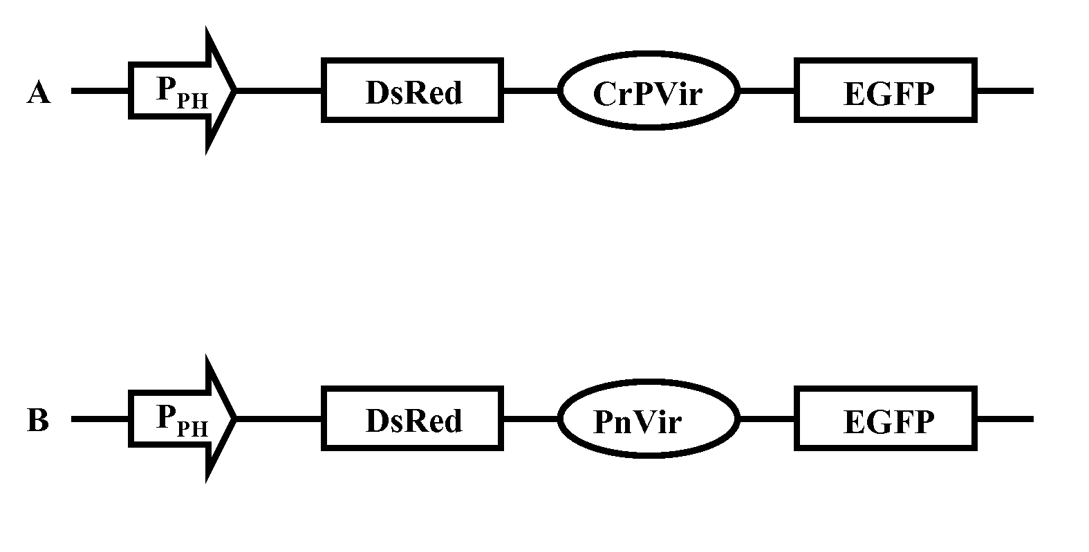 Isolated Polynucleotide Sequence with IRES Activity