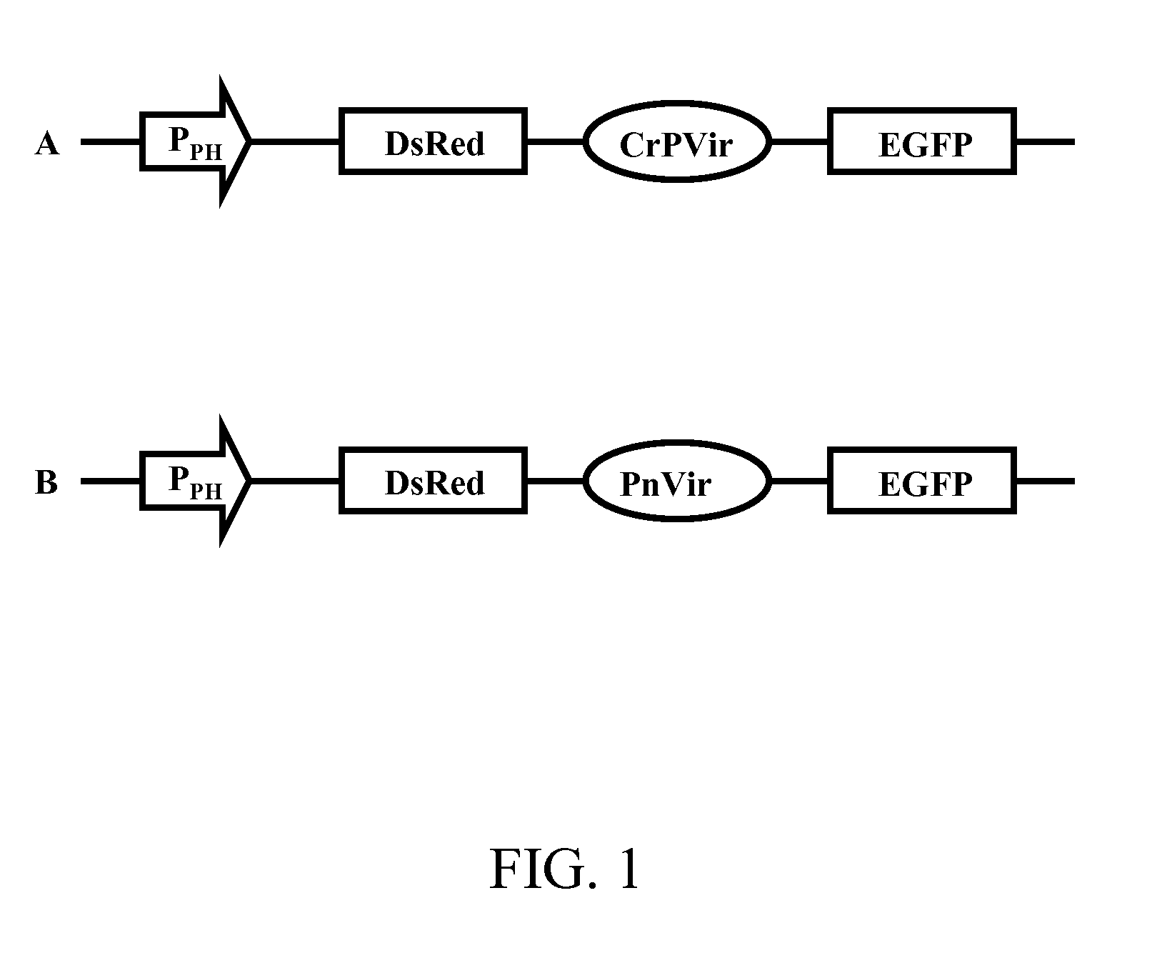 Isolated Polynucleotide Sequence with IRES Activity