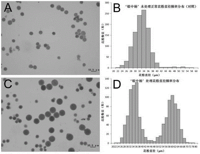 Method for improving polyploid poplar gamete fertility