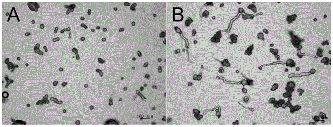 Method for improving polyploid poplar gamete fertility